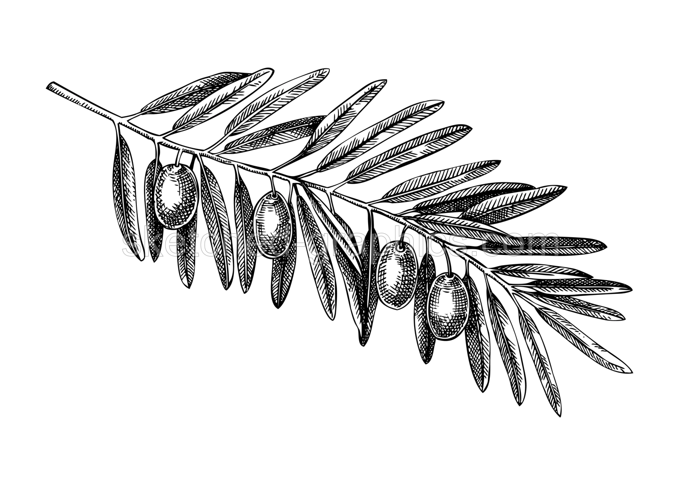 Hand drawn olive tree branch with leaves and fruit sketch isolated on white background. Olive tree twig botanical drawings in engraved style. Vector food illustration for oil packaging design Illustration